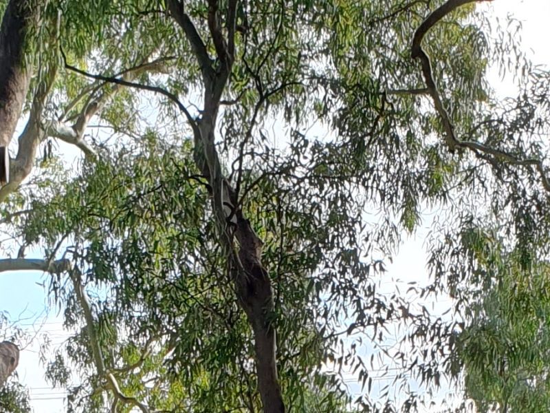 Tree impacted by proposed new shared use path in Heywood Park.jpg